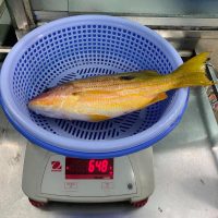 Cá Róc Vàng – 200k/kg đã làm sạch