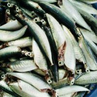 Cá Nục Nhí – 110k/kg